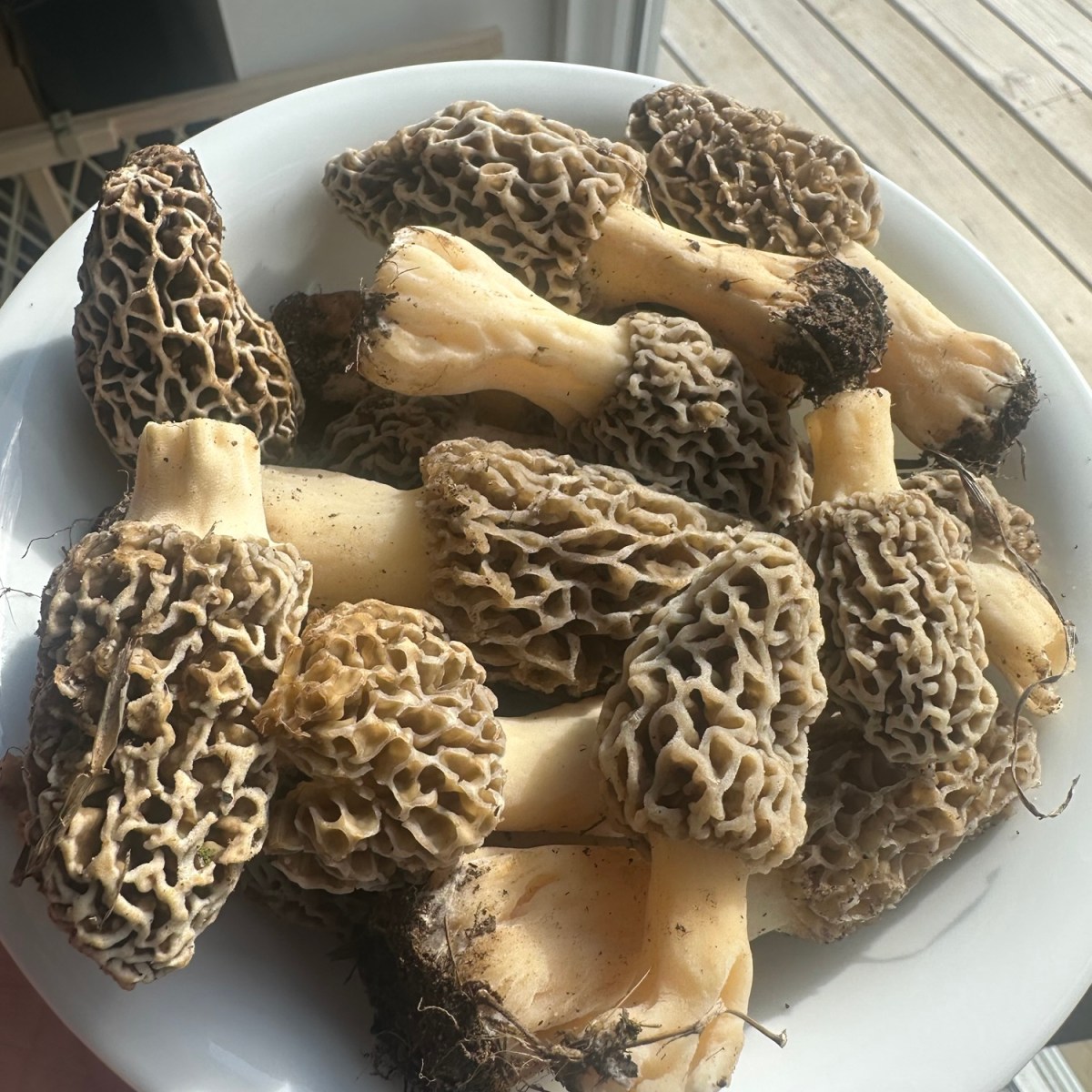 Foraging: Morels
