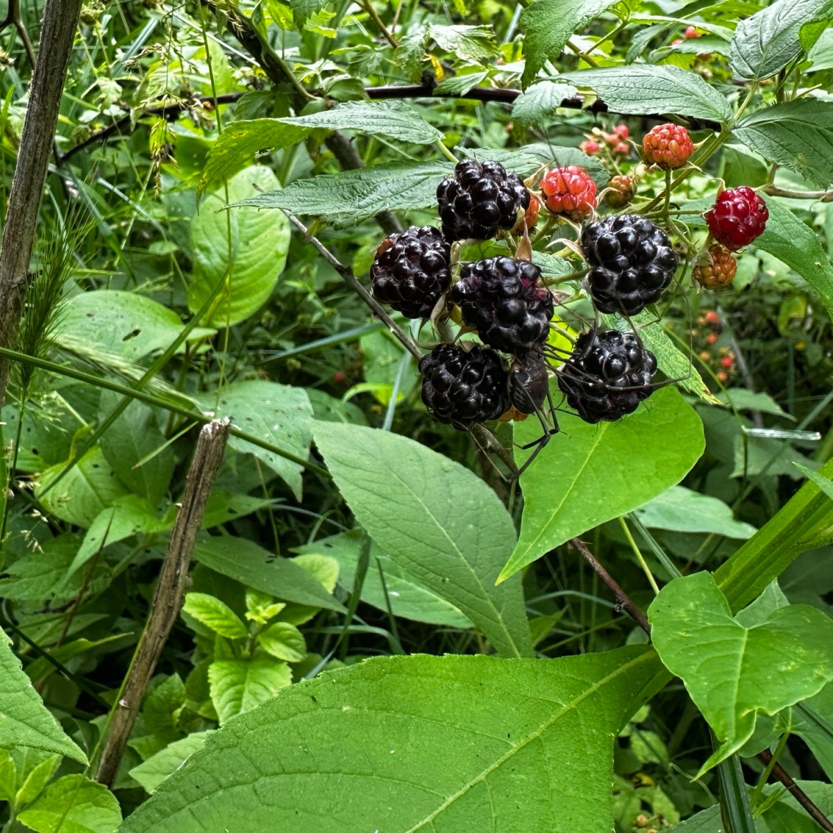Foraging: Black Raspberries